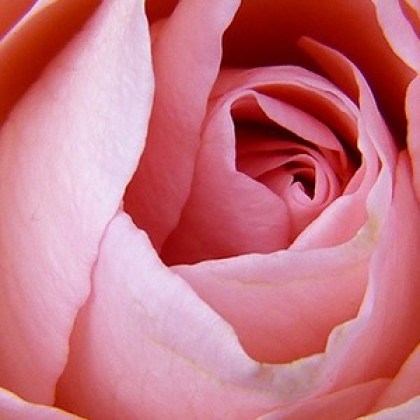 header-rosa-olfattivo-1440x300