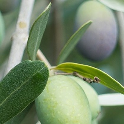 olive-olio-idea-toscana-banner